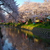 桜と五条川