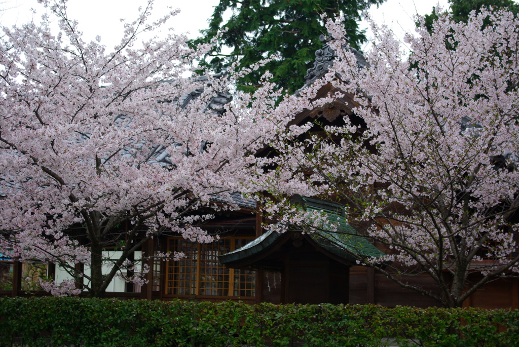 桜と垣根