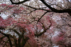 桜の森