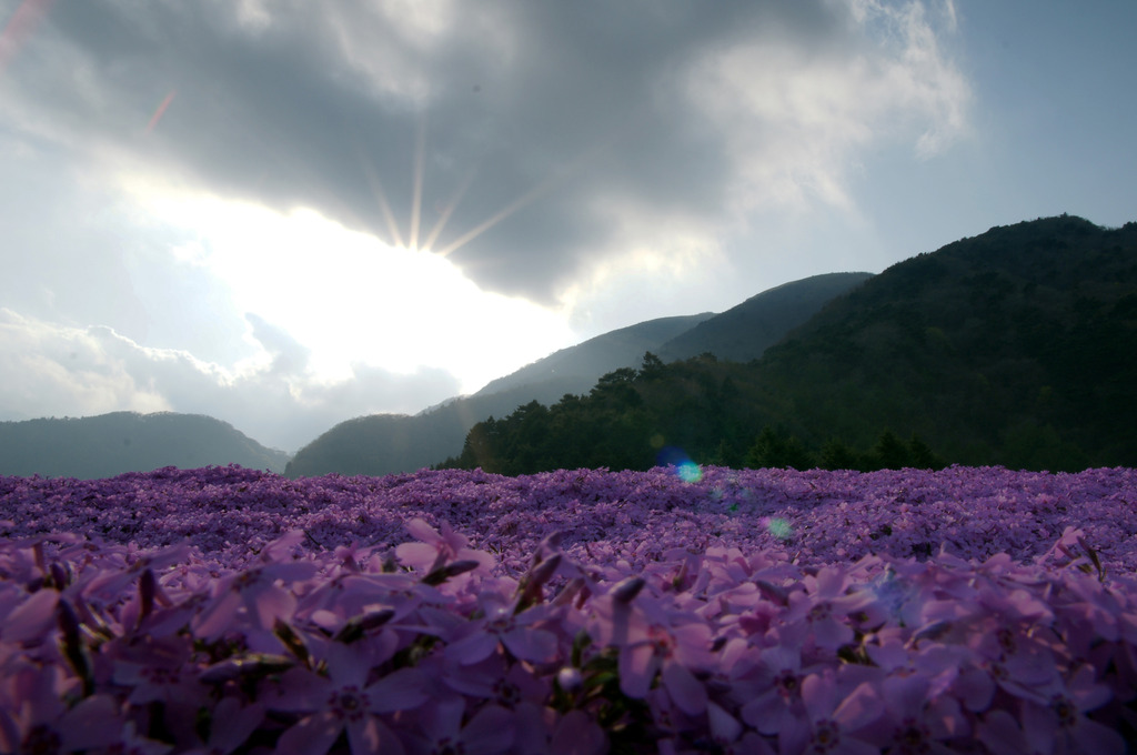 芝桜