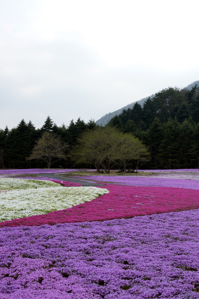 富士山　本栖湖付近　芝桜