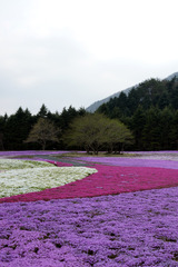 富士山　本栖湖付近　芝桜