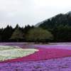 富士山　本栖湖付近　芝桜