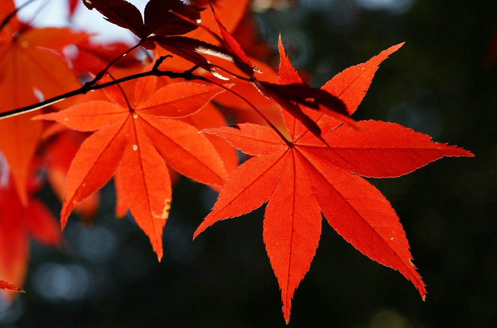 紅葉2009④