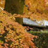 紅葉2009①