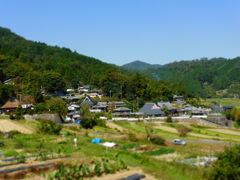 能勢の長谷の棚田