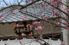 梅と神社