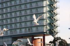 大津港２