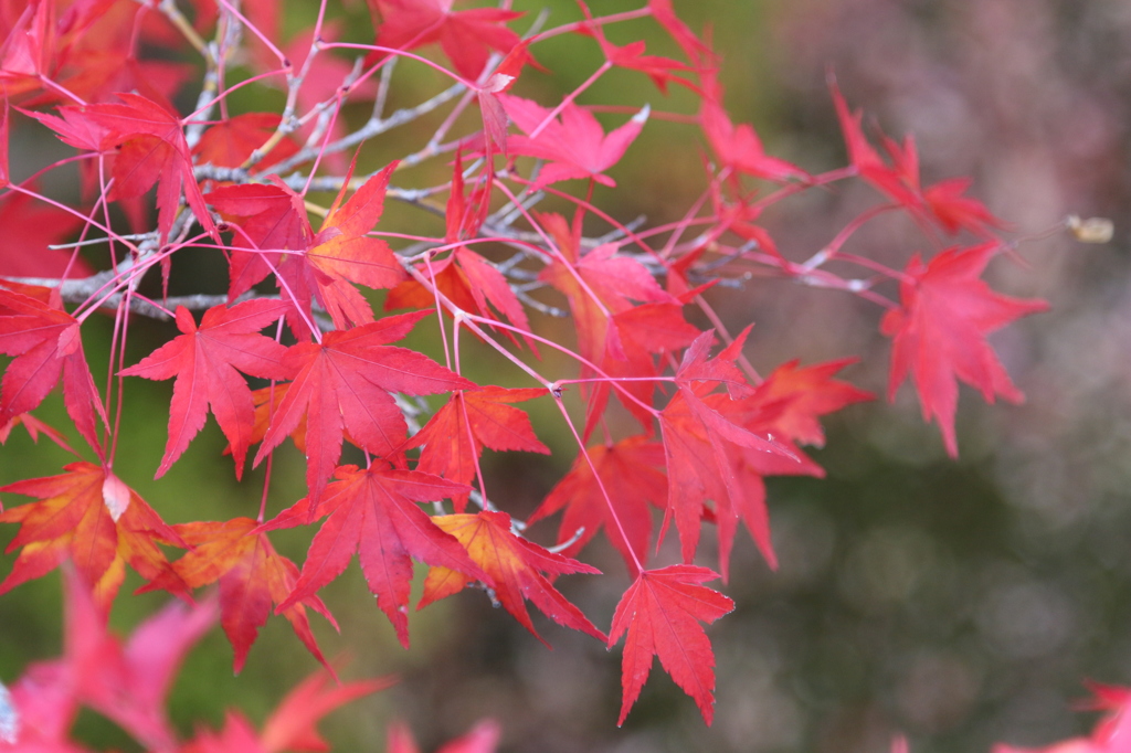 紅葉