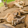 神戸動物王国カンガルー