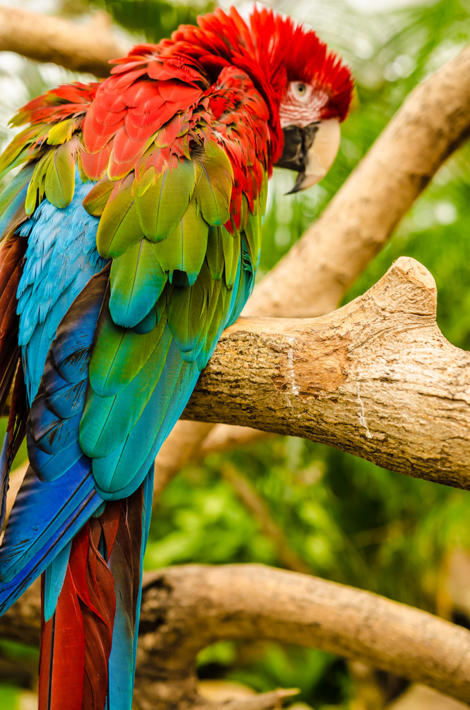 神戸動物王国インコ