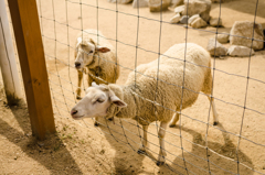 神戸動物王国ヒツジ