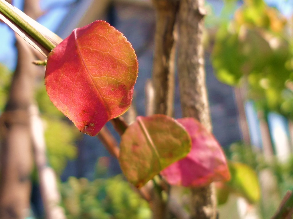 ニシキギの紅葉