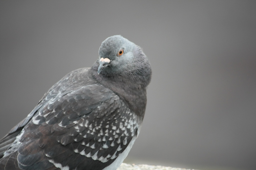 鳩