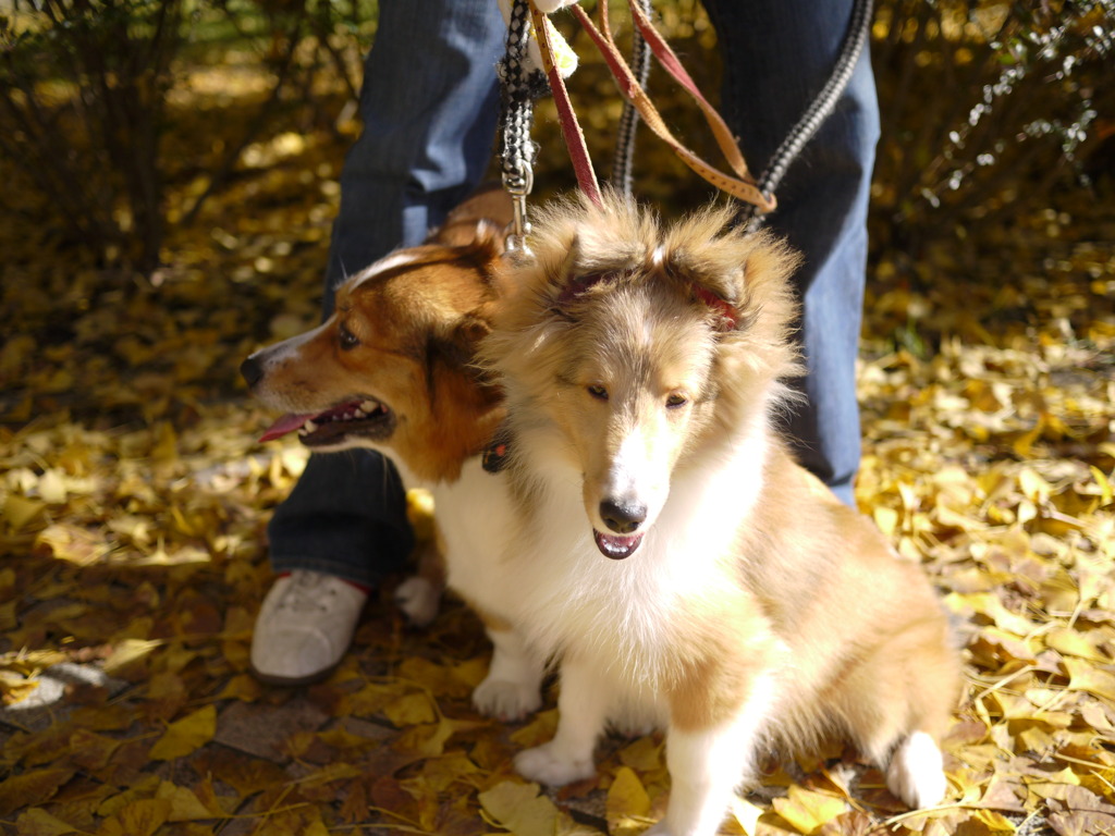 双頭犬 By Stephen Id 写真共有サイト Photohito