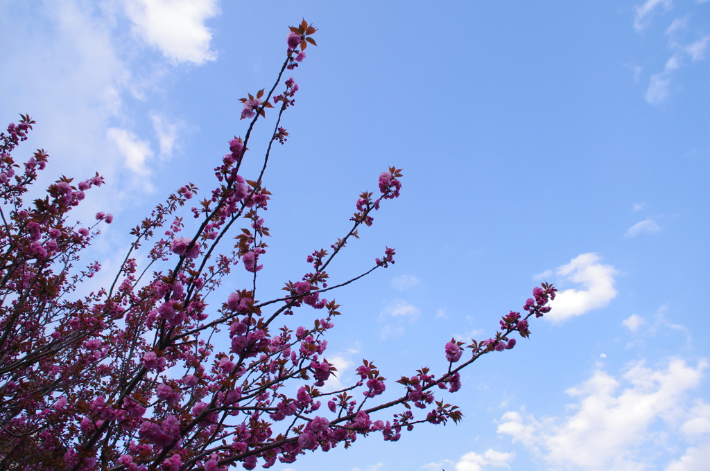 八重桜と青空と