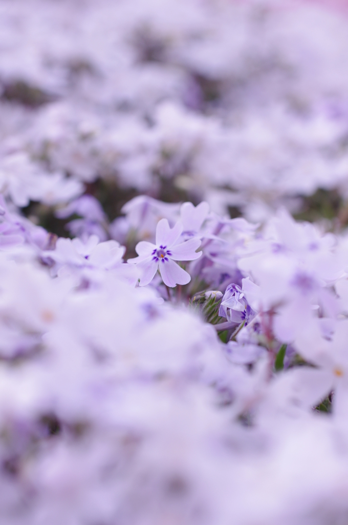 芝桜3