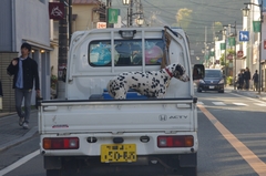 軽と犬