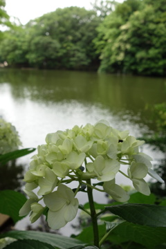 あじさいと湖