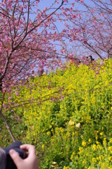 河津桜8