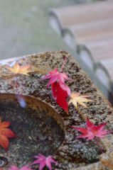 カエデ