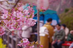 お茶会と桜