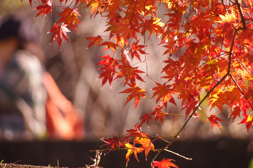 紅葉写真3