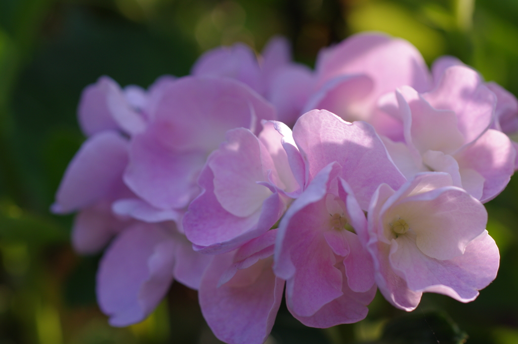 紫陽花2