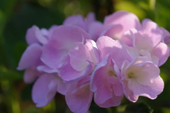紫陽花2
