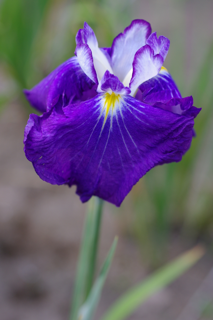 花菖蒲