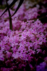 芝桜咲く