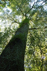 寄らば大樹の陰