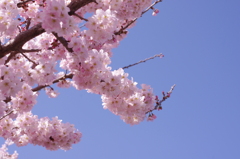 春めきの空