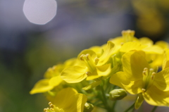 菜の花、輝く