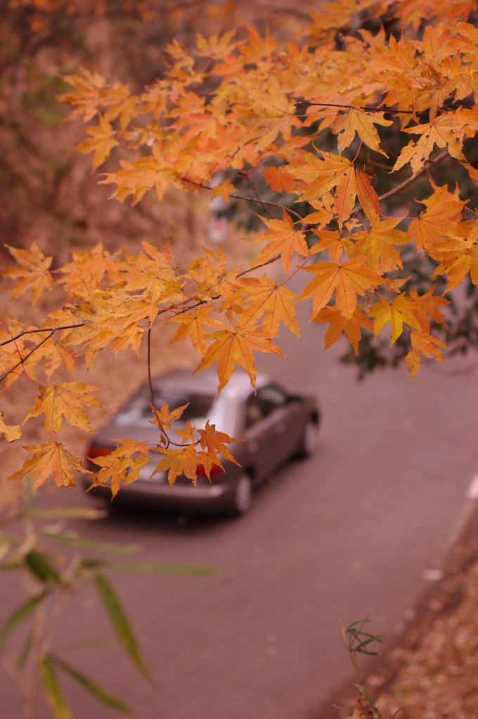 紅葉模様