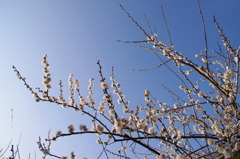 曽我梅林01
