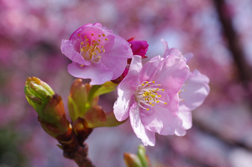 河津桜1
