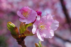 河津桜1