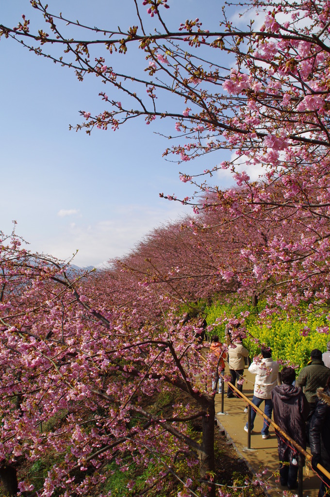 河津桜9