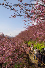 河津桜9