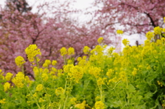 河津桜1