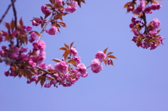 八重桜5