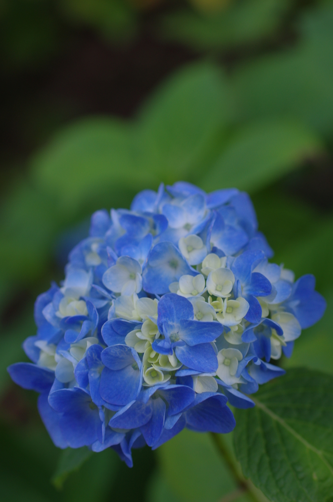 紫陽花3