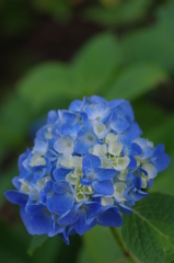 紫陽花3