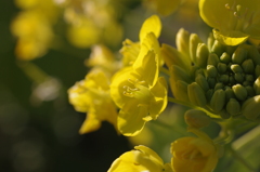 菜の花