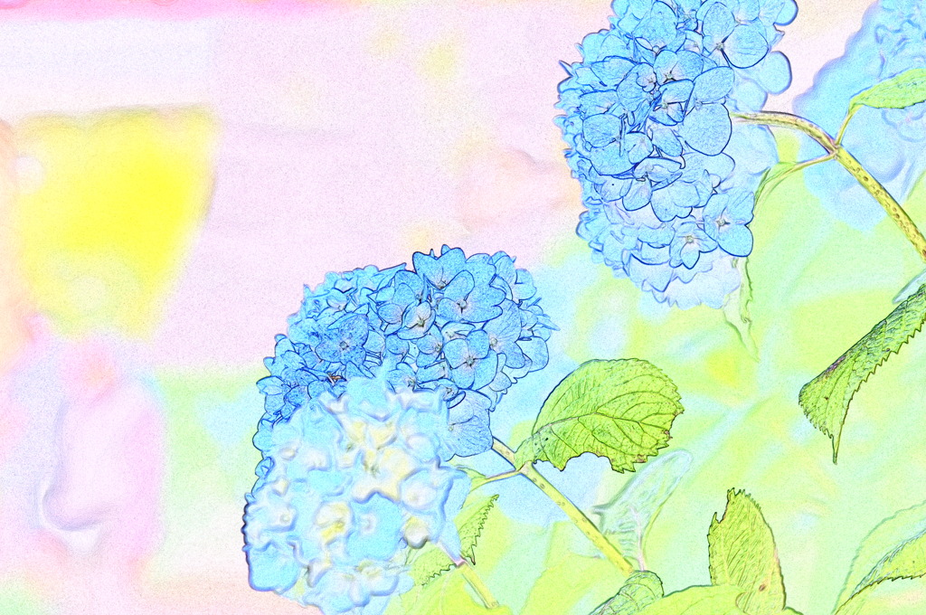 紫陽花5