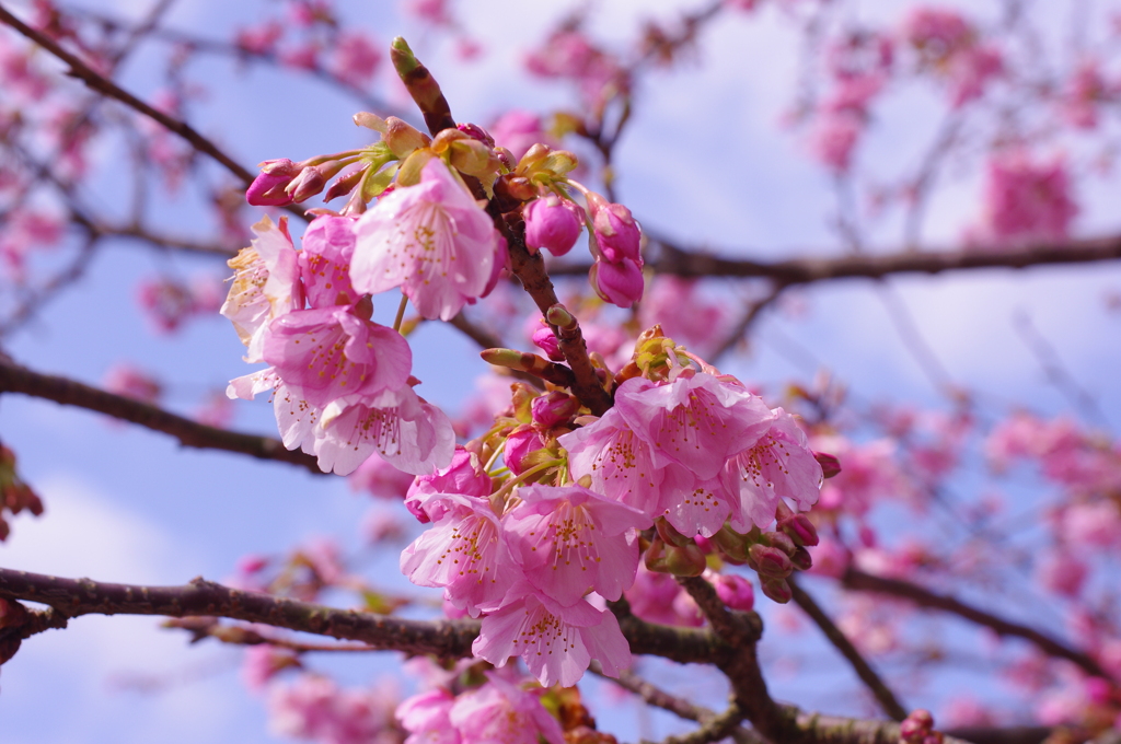 河津桜5