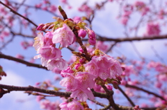 河津桜5
