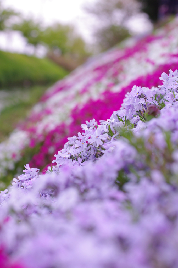 芝桜