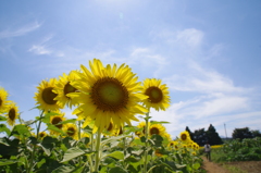 sunshine!